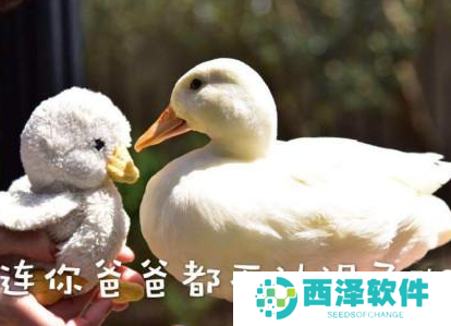 《抖音》最新抓鸭子表情包大全分享