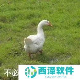 《抖音》最新抓鸭子表情包大全分享