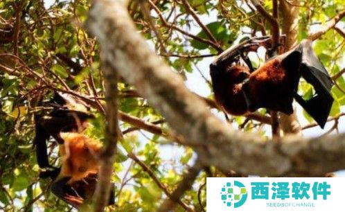 2020《微博》12月30日森林驿站每日一题答案