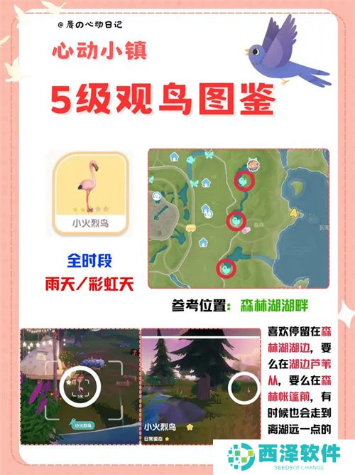 心动小镇五级观鸟详细位置整理一览