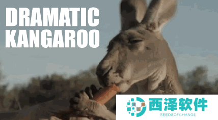 袋鼠摇手GIF表情包大全分享