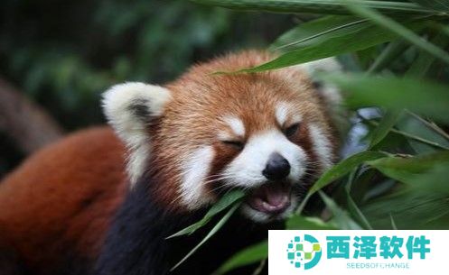 2021《微博》1月11日森林驿站每日一题答案