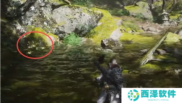 黑神话悟空碧藕种子怎么获得 黑神话悟空碧藕种子怎么获得