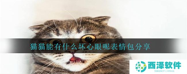 猫猫能有什么坏心眼呢表情包分享