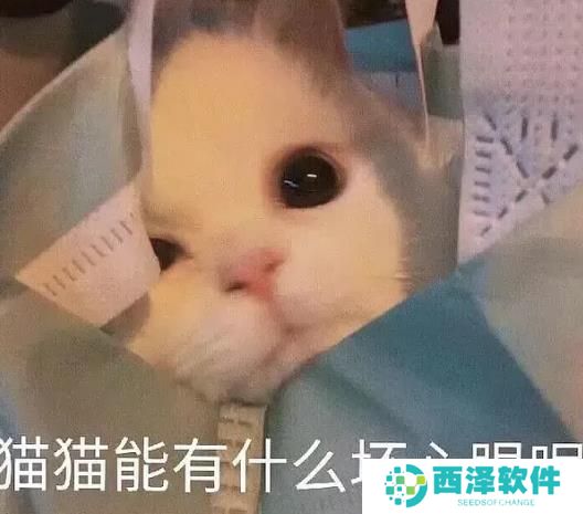 猫猫能有什么坏心眼呢表情包分享