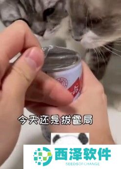 拔雹局梗的含义及出处介绍