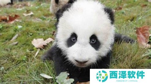 2021《微博》1月6日森林驿站每日一题答案