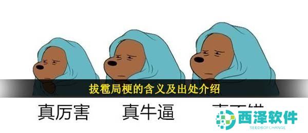 拔雹局梗的含义及出处介绍