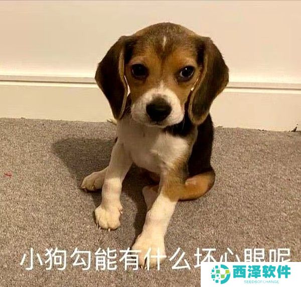 小狗勾能有什么坏心眼呢最新表情包大全分享