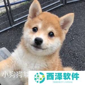 小狗勾能有什么坏心眼呢最新表情包大全分享