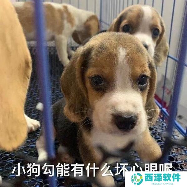 小狗勾能有什么坏心眼呢最新表情包大全分享