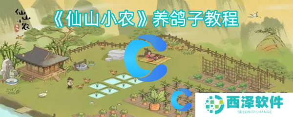 仙山小农养鸽子教程